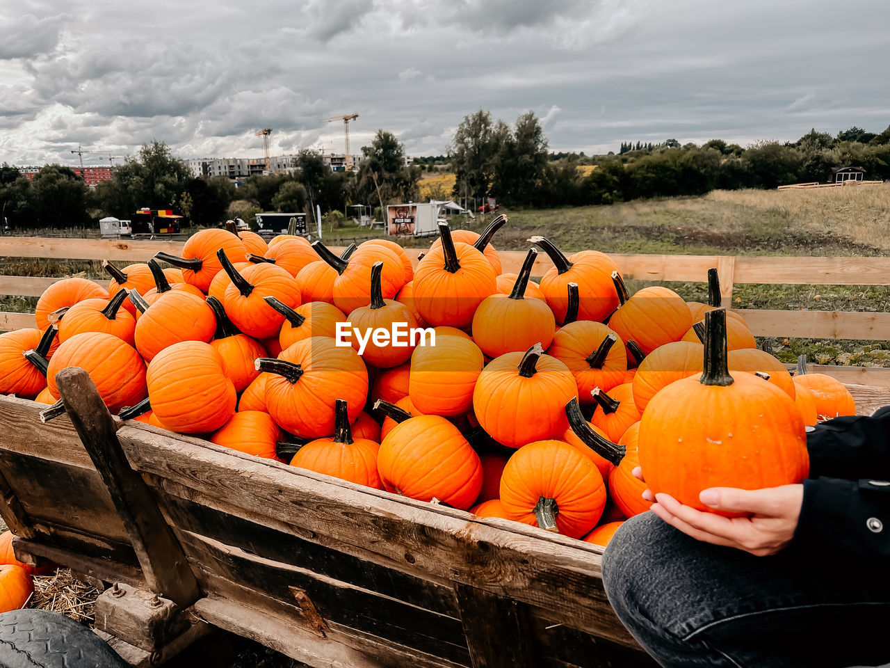 ORANGE PUMPKINS ON FIELD AGAINST SKY