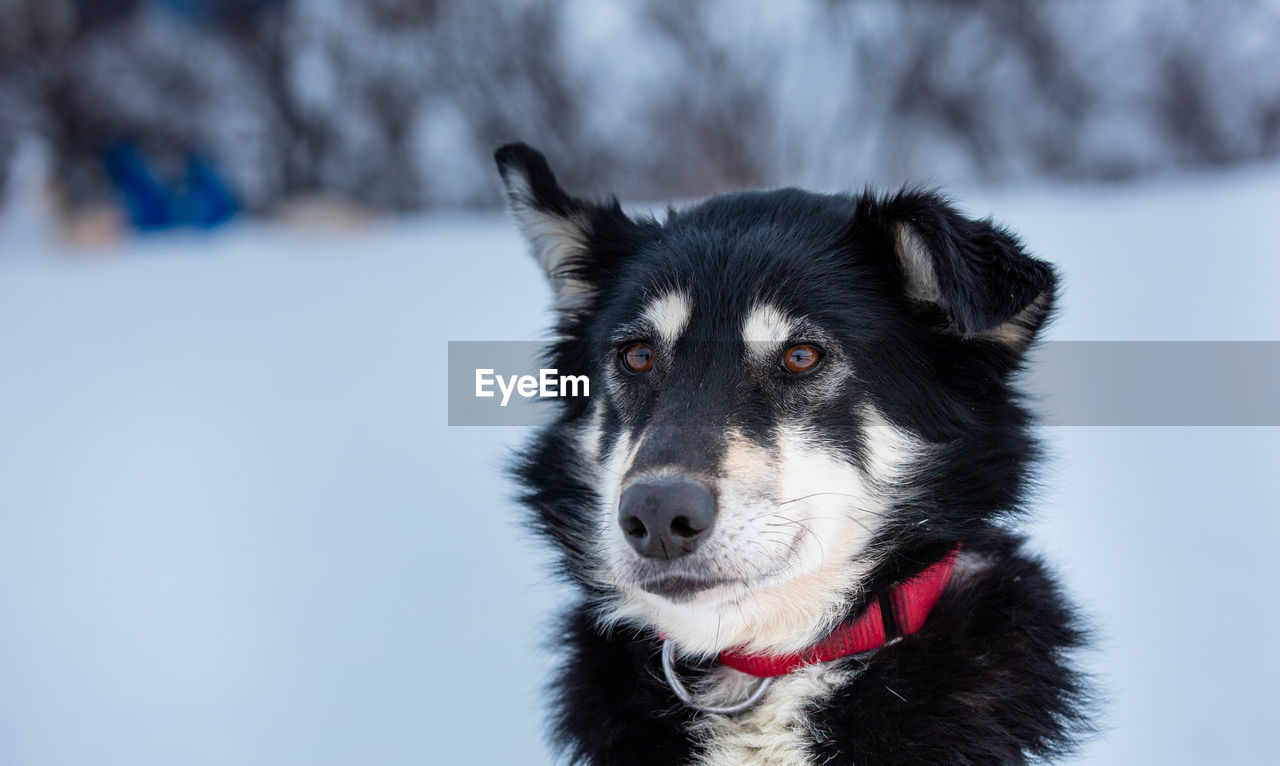 Close-up portrait of dog during winter