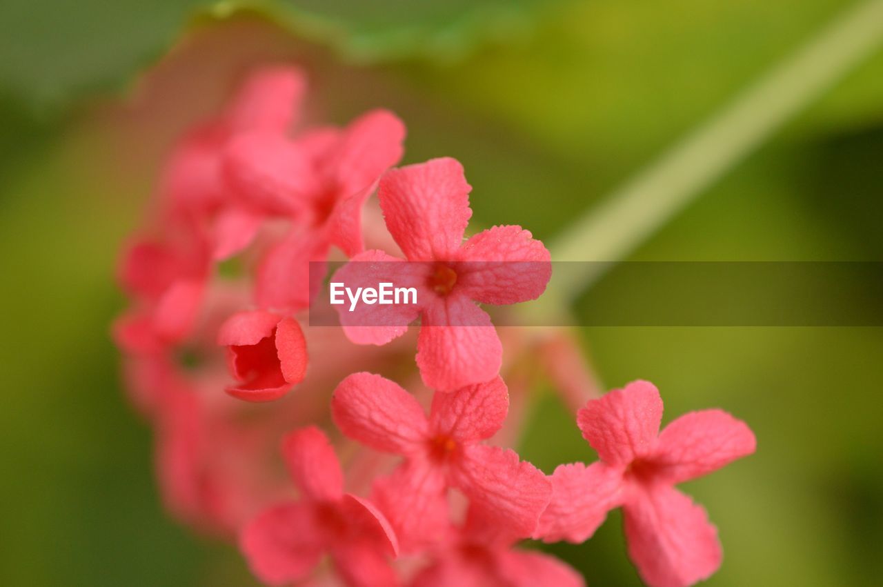 CLOSE-UP OF FLOWERS