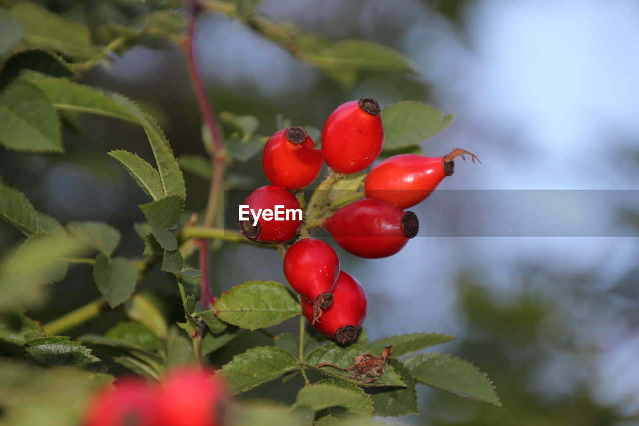 Close-up of red berries growing on tree