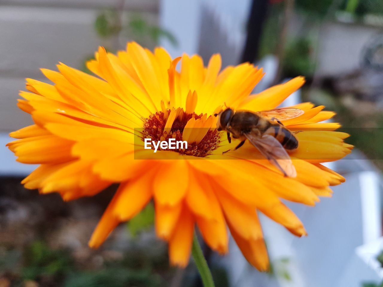 CLOSE-UP OF BEE POLLINATING YELLOW FLOWER