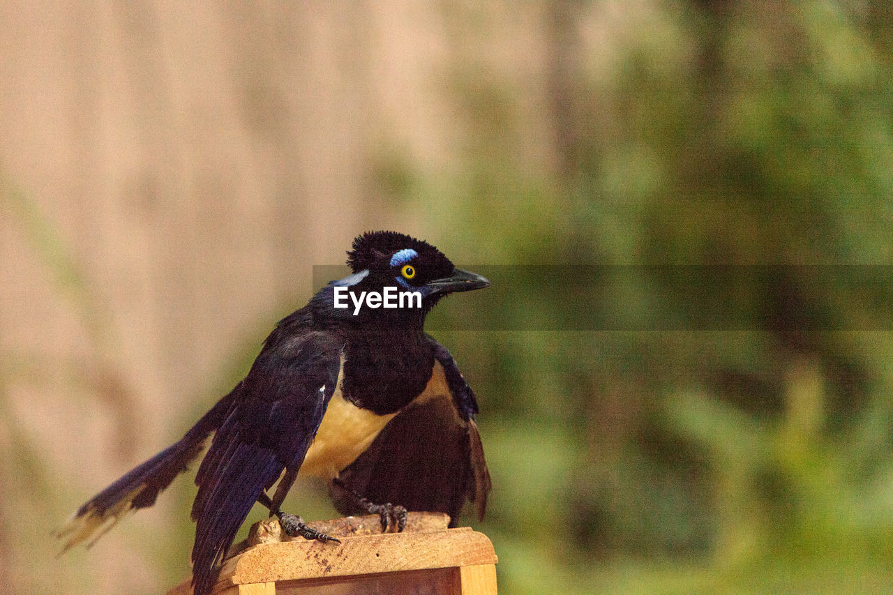 CLOSE-UP OF BIRD PERCHING ON WALL