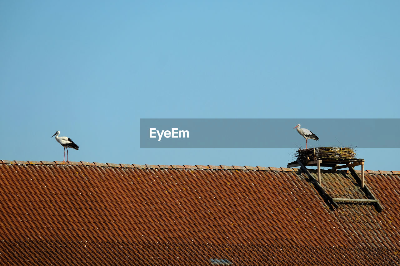 Low angle view of white storks perching on roof against building