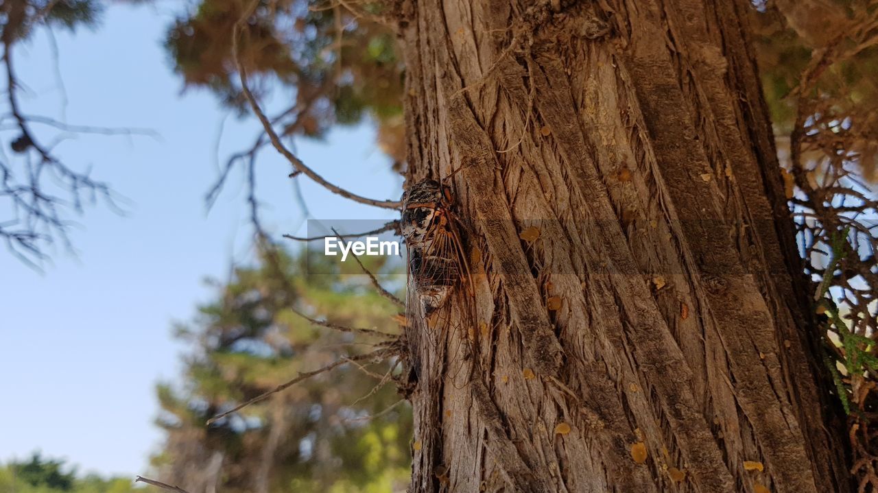 LOW ANGLE VIEW OF TREE TRUNK