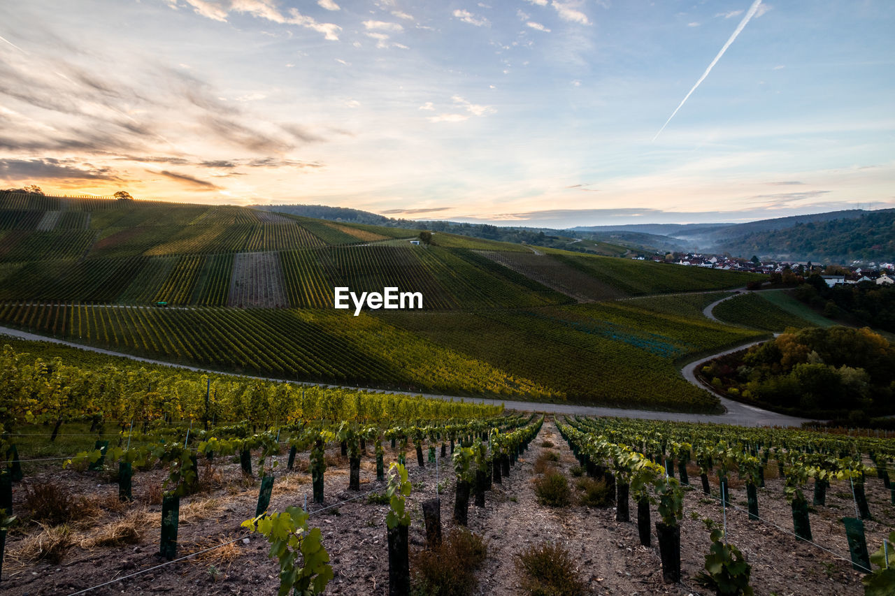 PANORAMIC VIEW OF VINEYARD AGAINST SKY