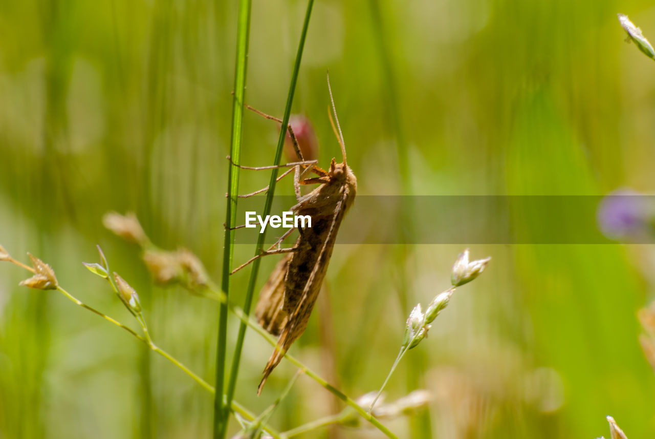 CLOSE-UP OF INSECT ON PLANT AGAINST GRASS