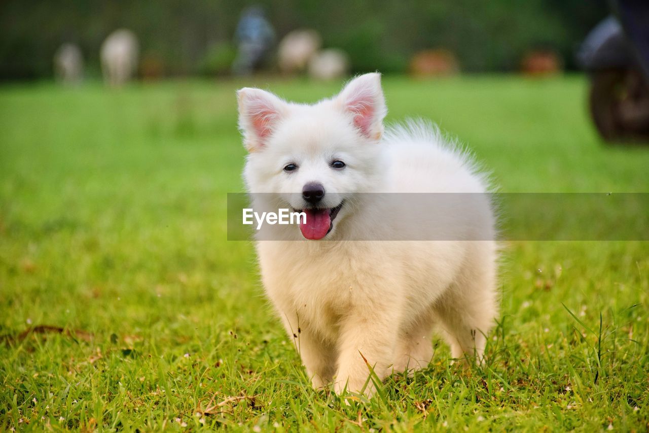 pet, mammal, dog, animal themes, animal, domestic animals, one animal, canine, grass, japanese spitz, german spitz, plant, samoyed, german spitz mittel, german spitz klein, cute, portrait, nature, green, facial expression, no people, young animal, sticking out tongue, puppy, lawn, outdoors, front or back yard, looking at camera, white, day, carnivore, happiness, animal hair