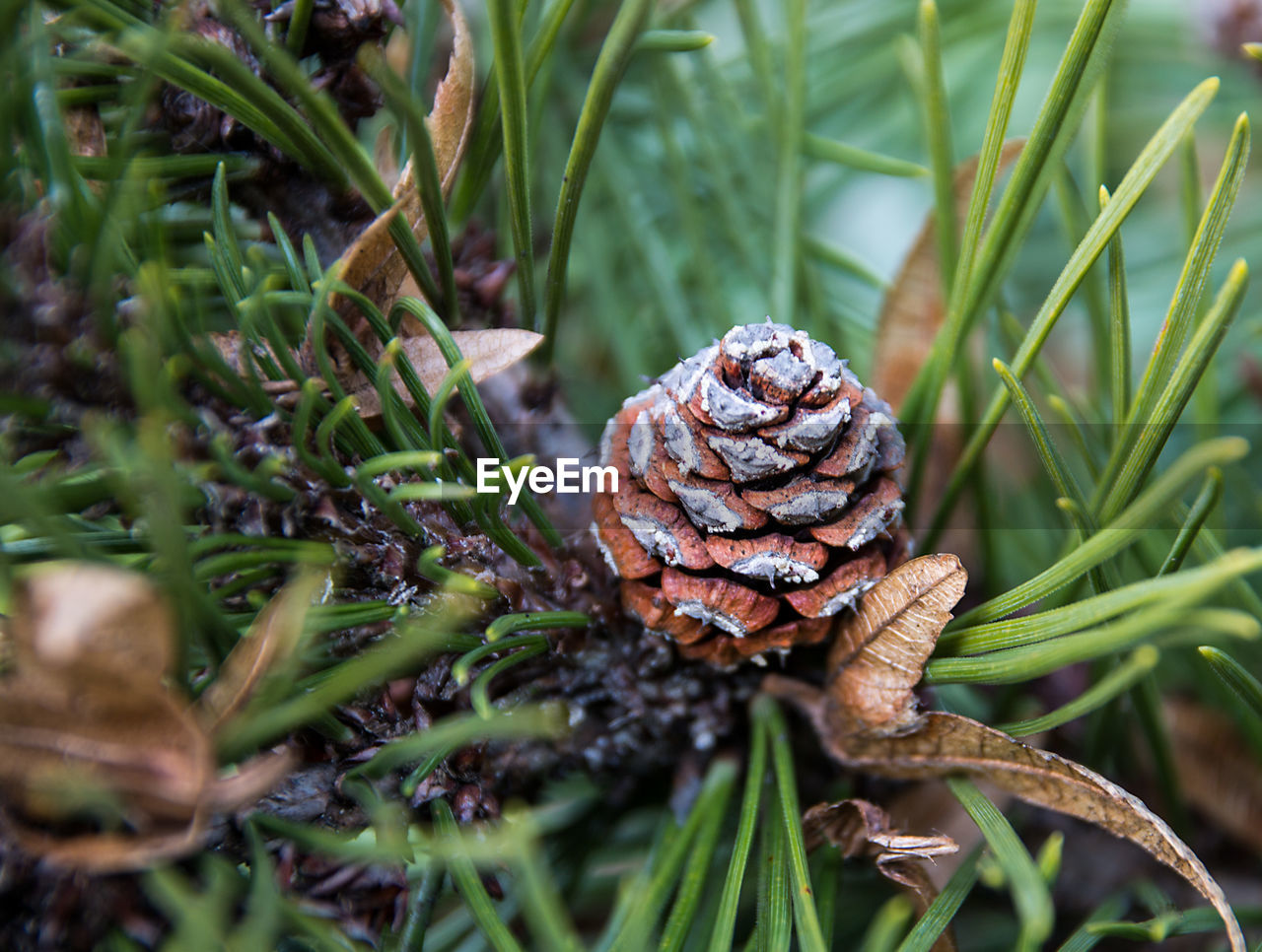 High angle view of pine cone on tree