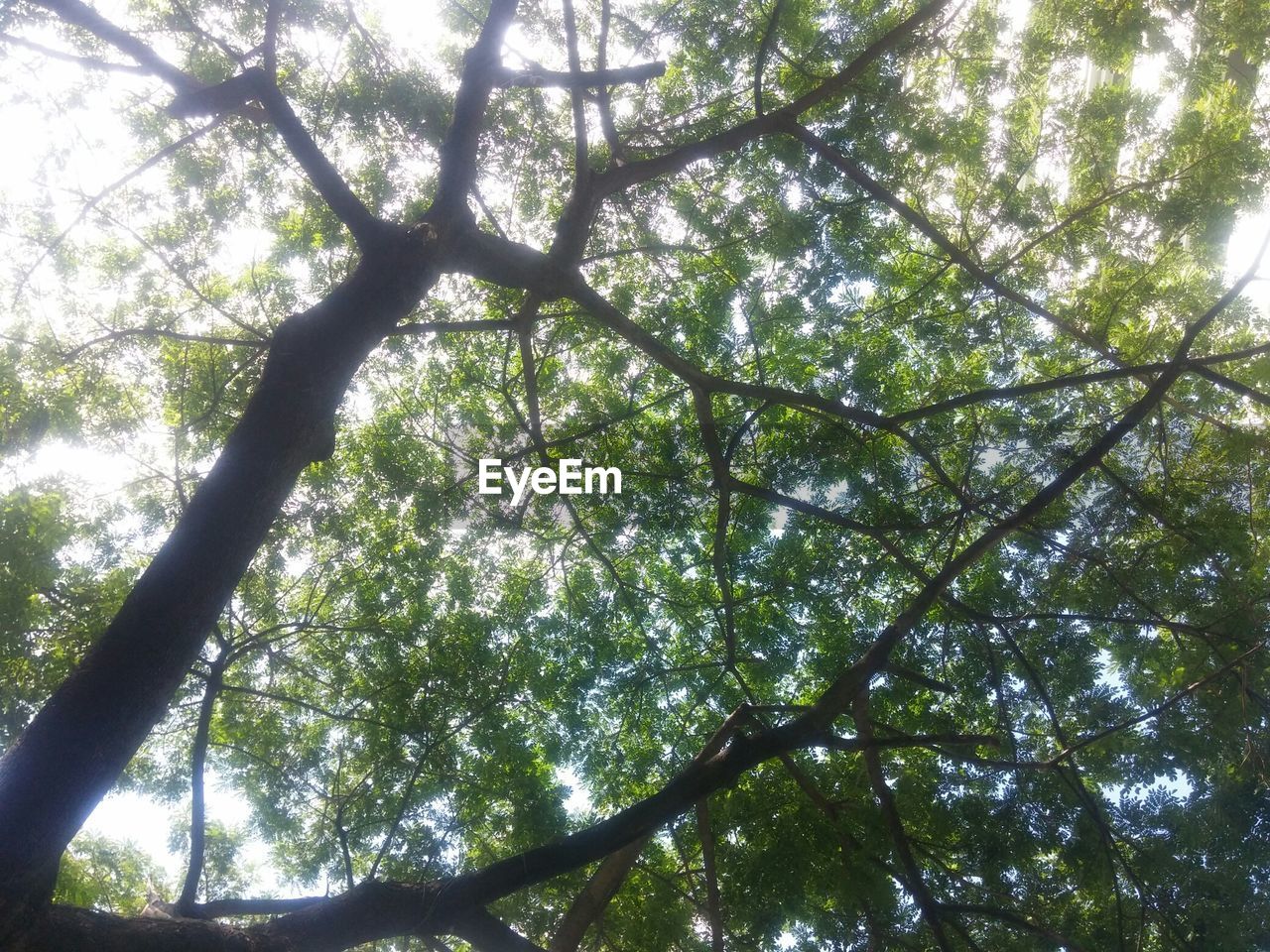 LOW ANGLE VIEW OF TREES