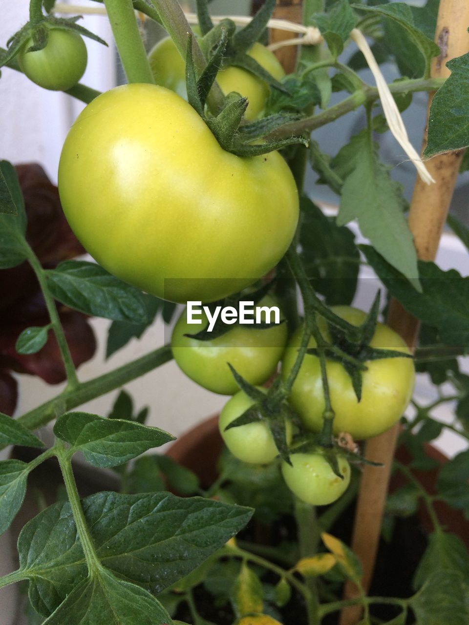 Close-up of fruit growing on tree