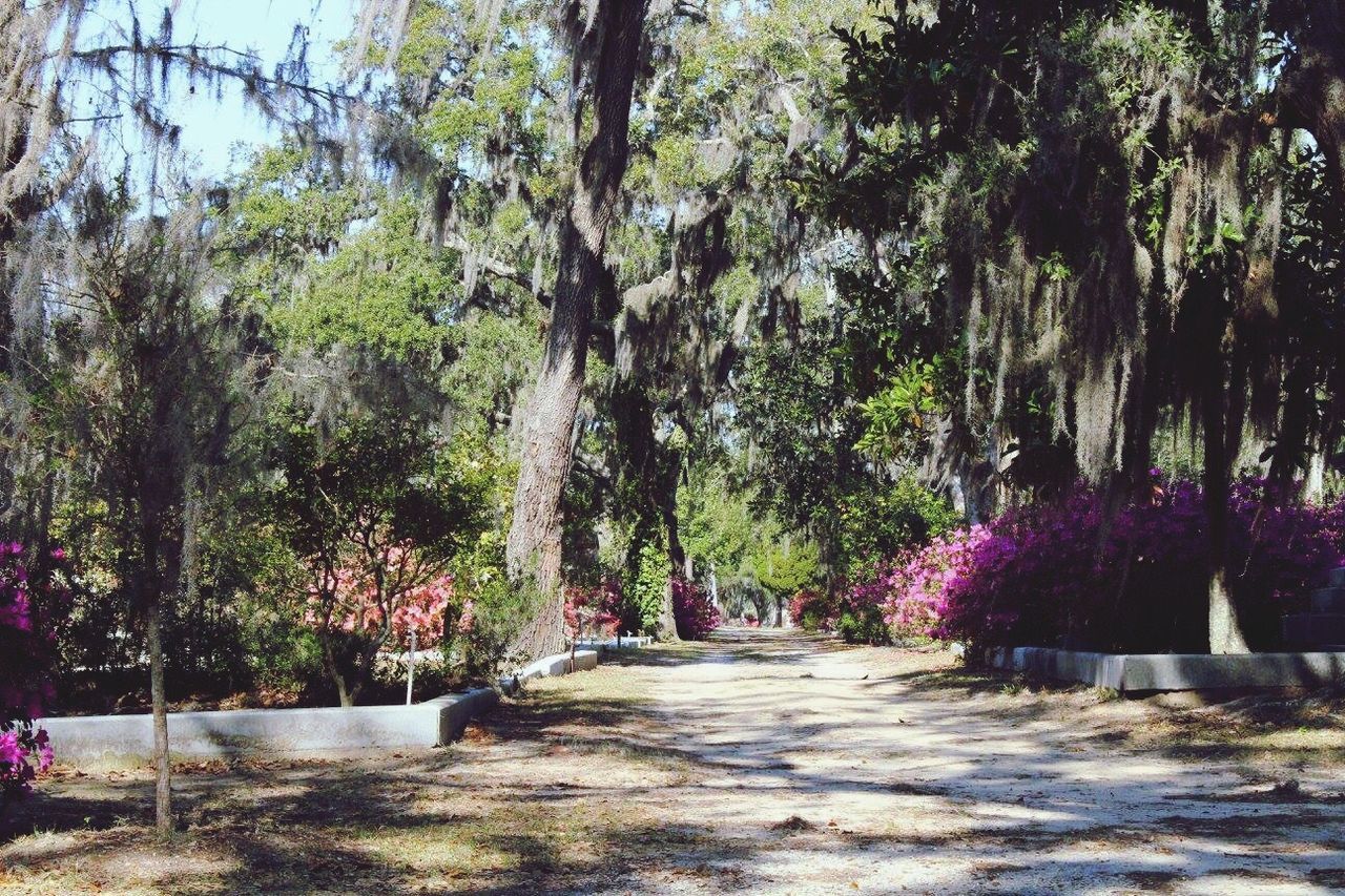 VIEW OF TREES GROWING OUTDOORS