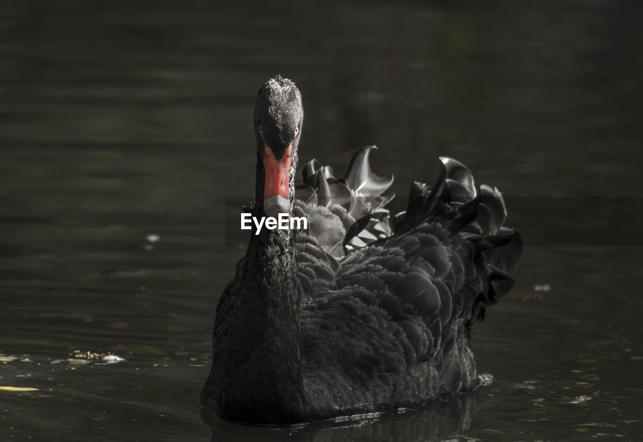 Close-up of black swan in water