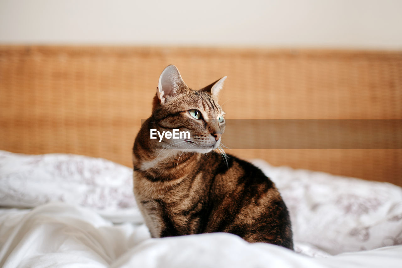 CAT RESTING ON A BED