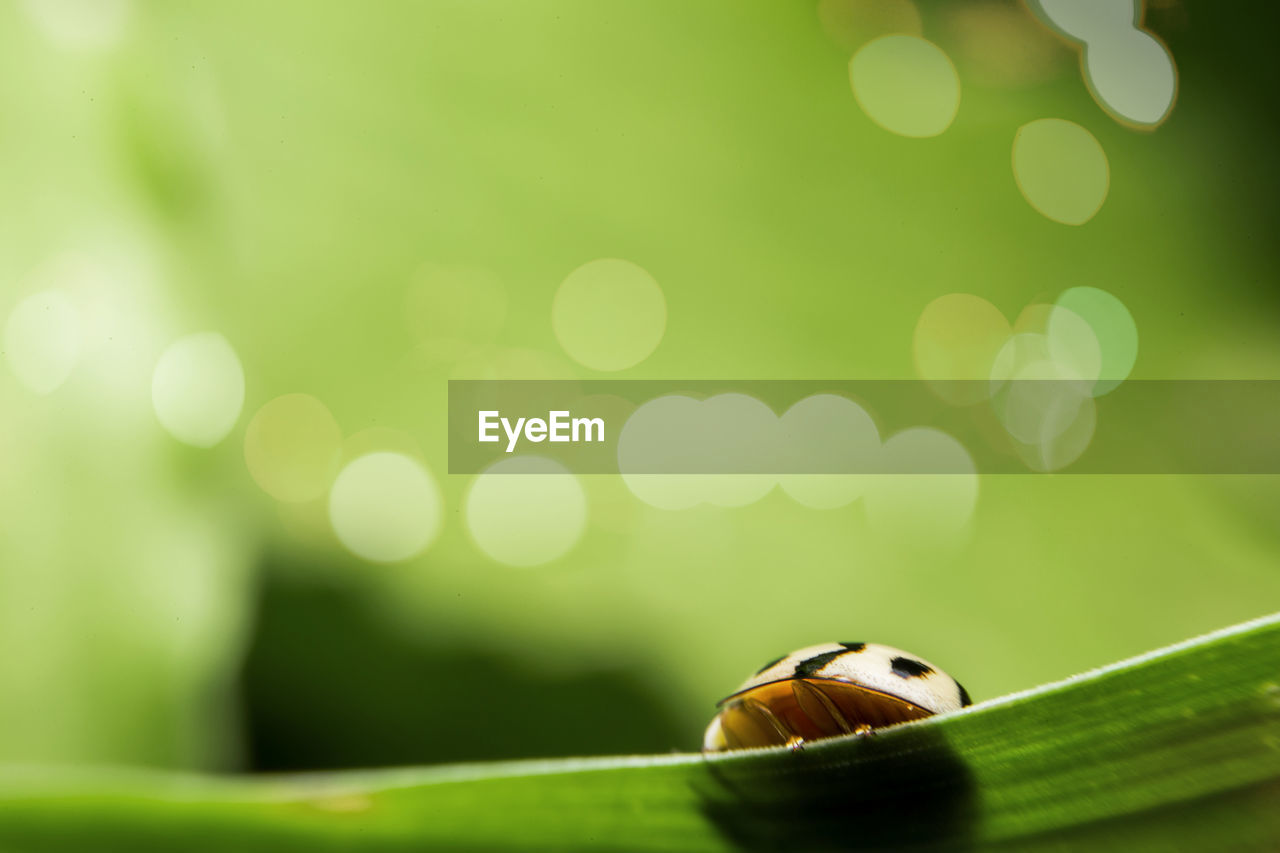 Close-up of ladybug on leaf