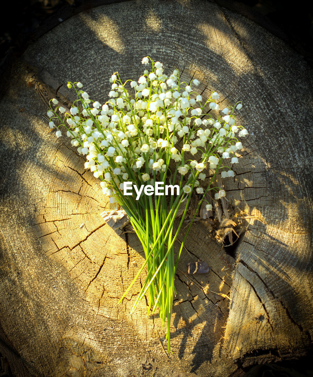 High angle view of flowers on tree stump