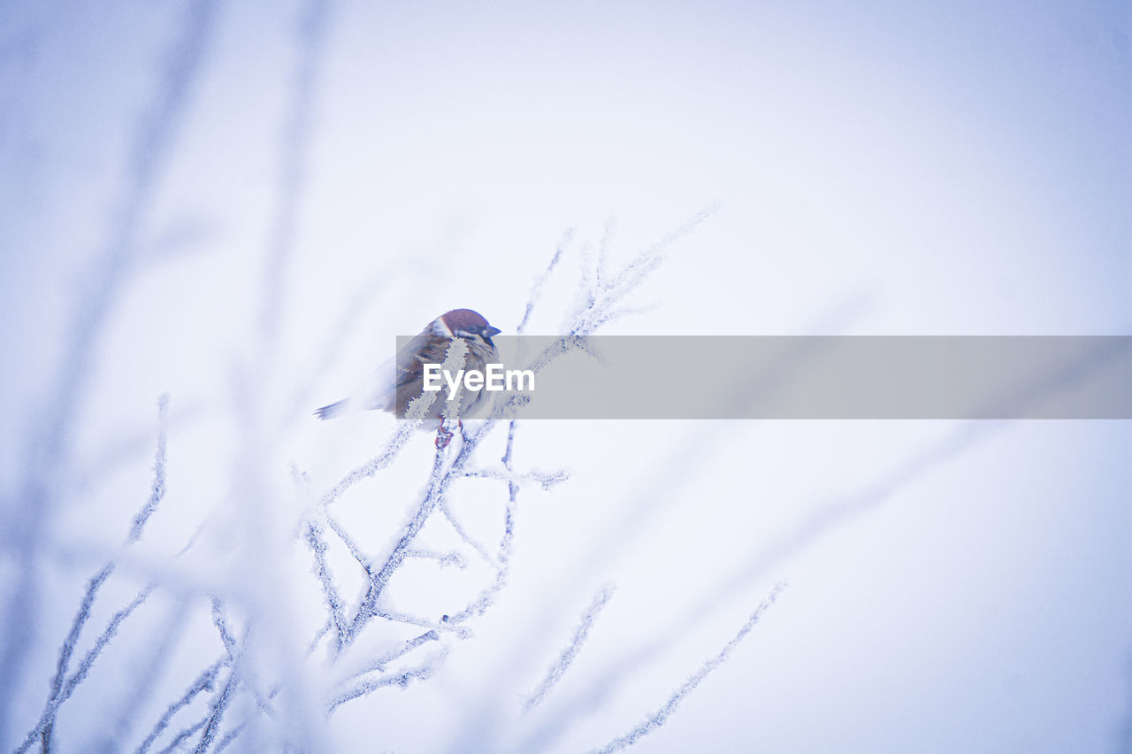 blue, nature, winter, close-up, animal, animal themes, no people, snow, animal wildlife, plant, beauty in nature, cold temperature, fragility, selective focus, macro photography, outdoors, wildlife, day, white, one animal, branch, insect, environment, macro, frost, focus on foreground, tranquility, frozen