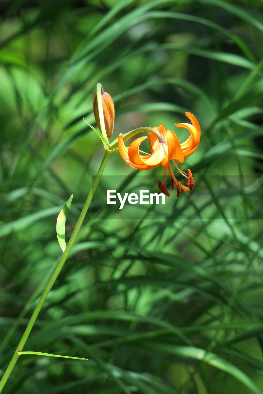 Close-up of lily flower