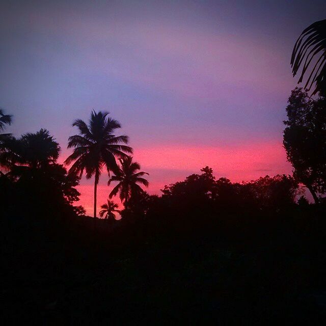 SILHOUETTE OF PALM TREES AT SUNSET