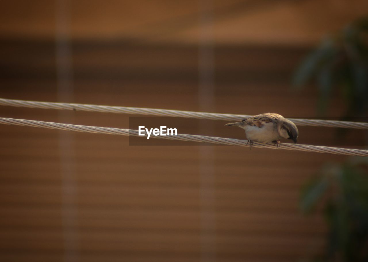 CLOSE-UP OF BIRD PERCHING ON A WIRE