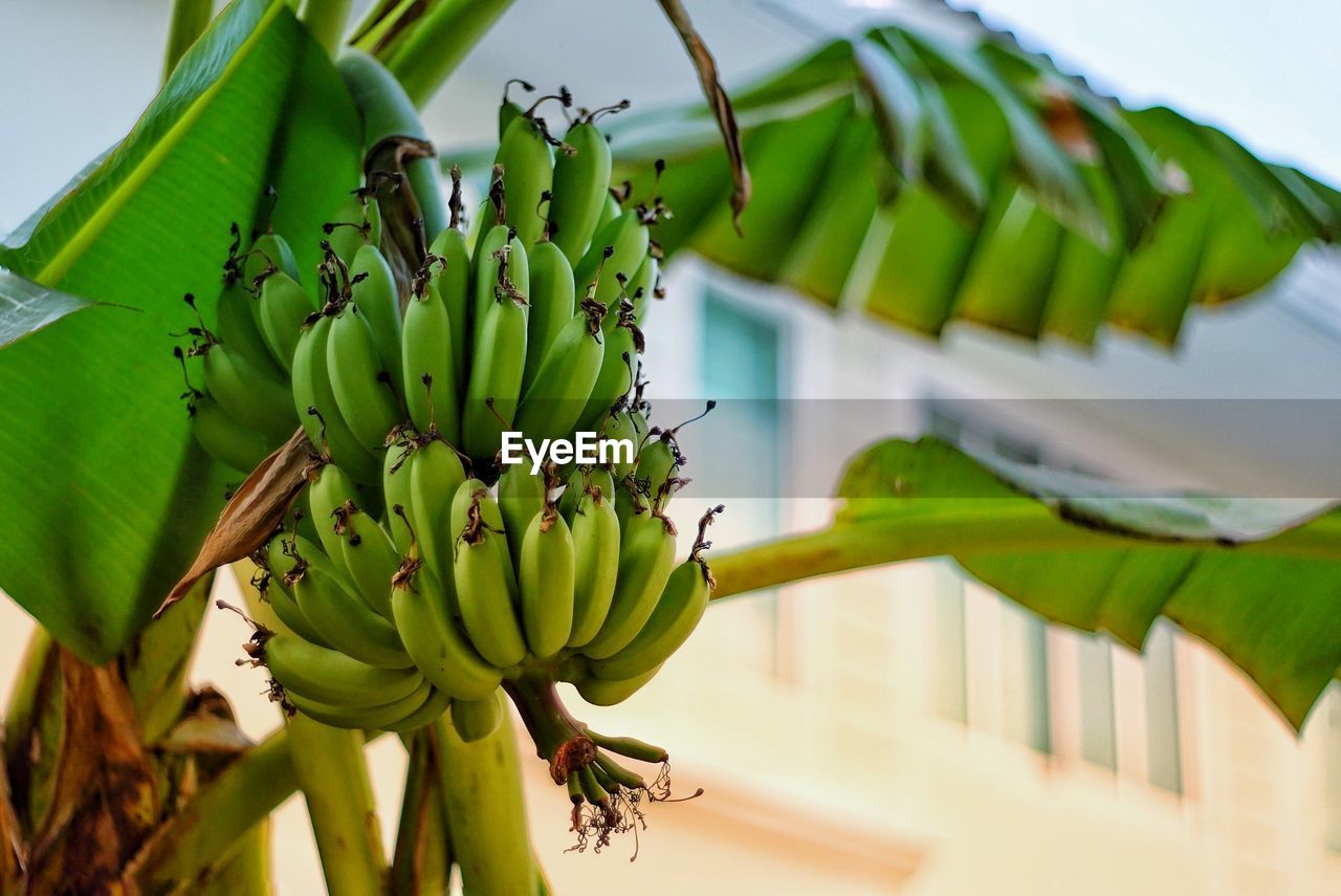 LOW ANGLE VIEW OF FRUIT TREE