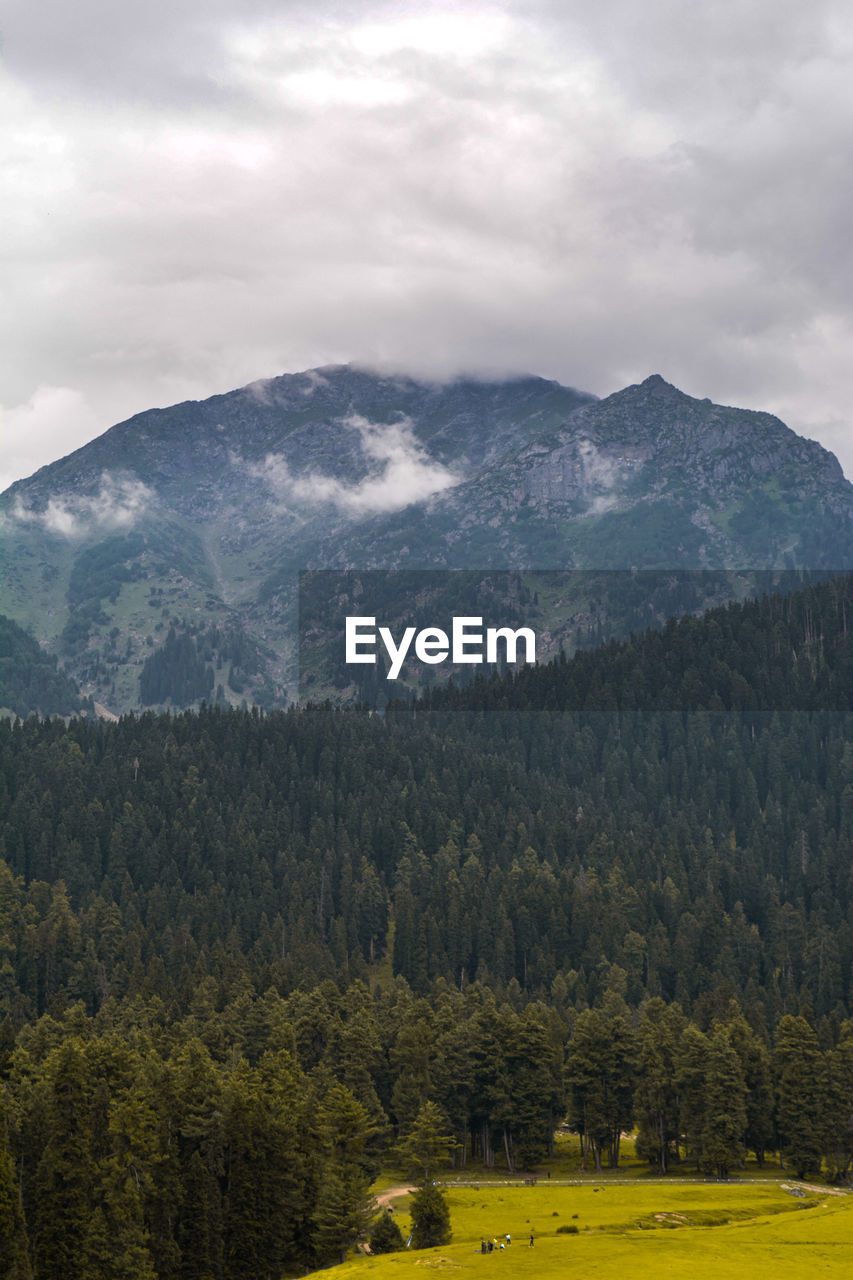 SCENIC VIEW OF TREES AND MOUNTAINS AGAINST SKY