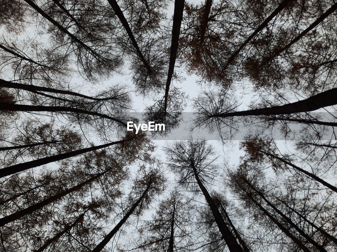 Low angle view of trees in forest