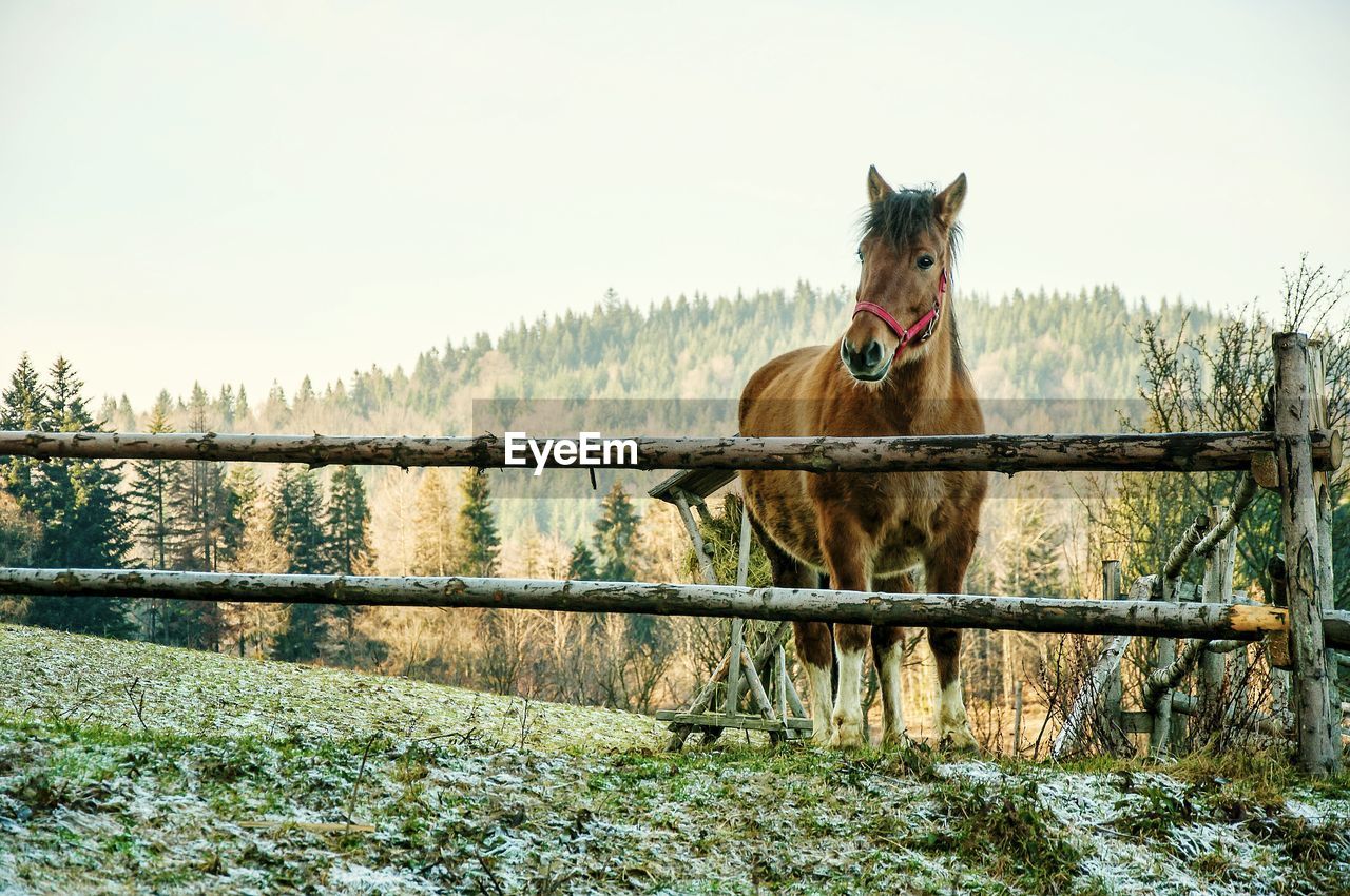 Horse in ranch against clear sky