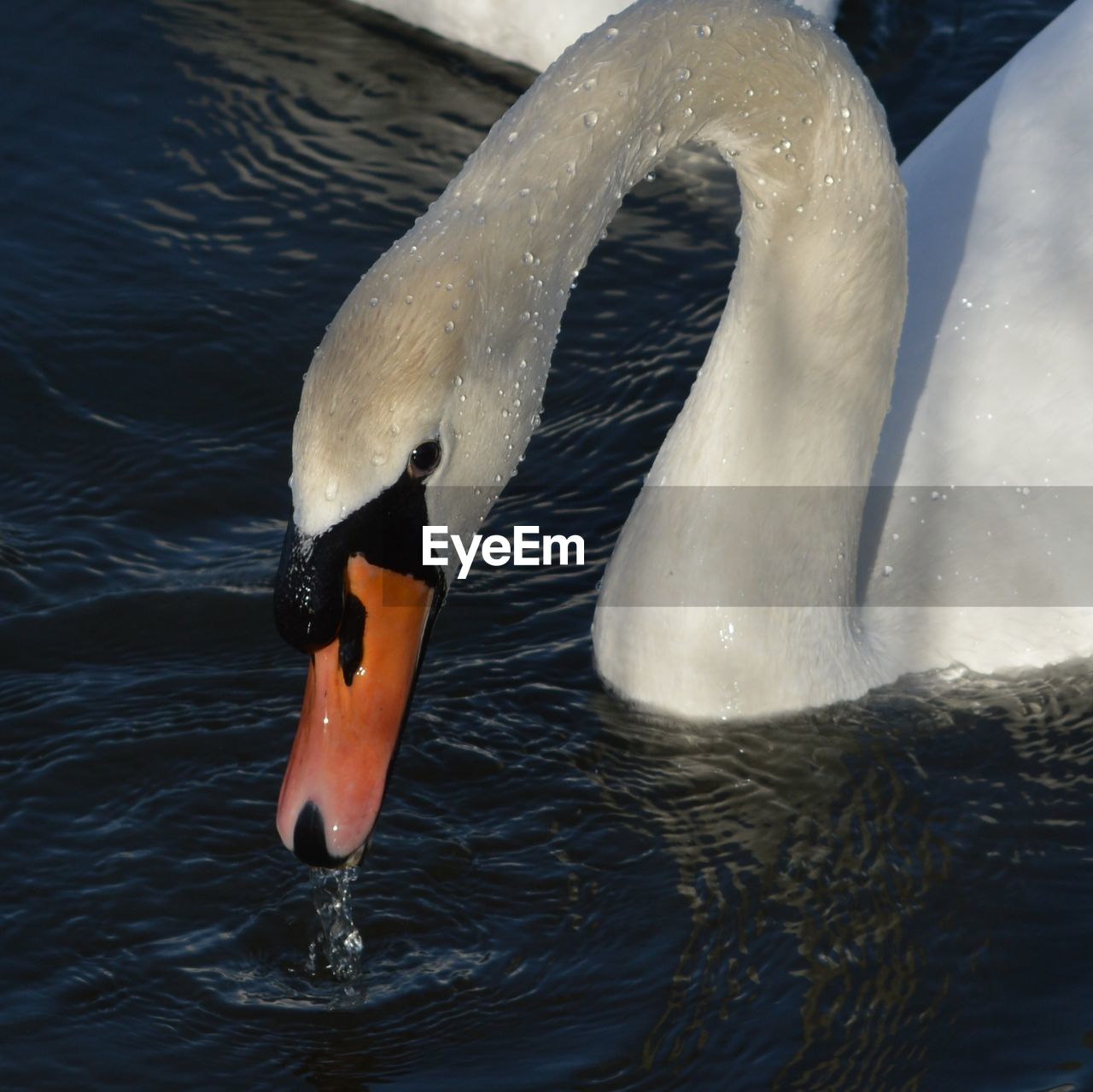 Close-up of swan drinking water