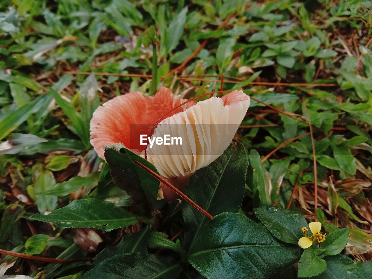 plant, flower, growth, leaf, plant part, beauty in nature, nature, freshness, flowering plant, fragility, close-up, green, no people, petal, land, day, flower head, inflorescence, outdoors, mushroom, high angle view, food, vegetable, focus on foreground, field, wildflower, botany, fungus