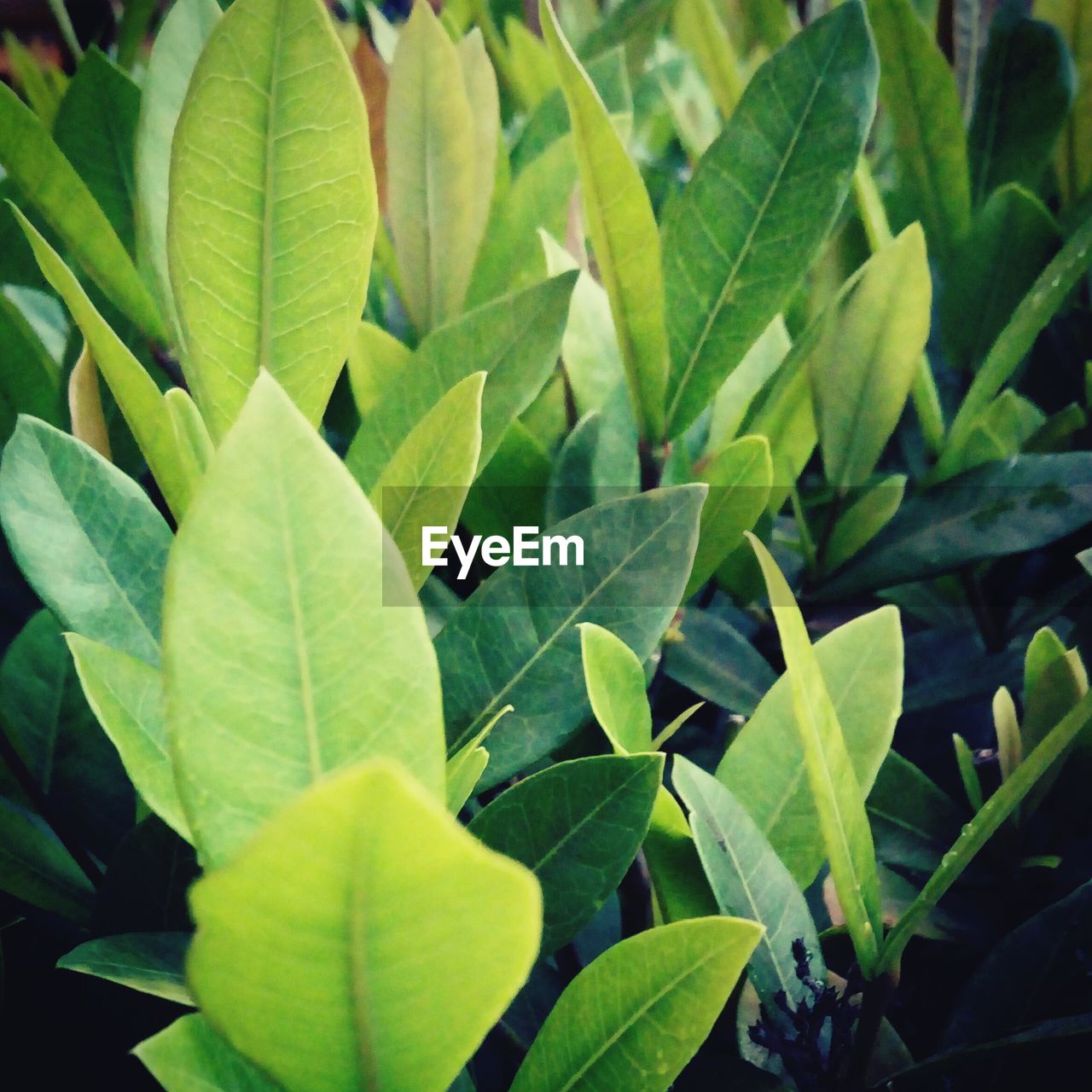 Full frame shot of green leaves