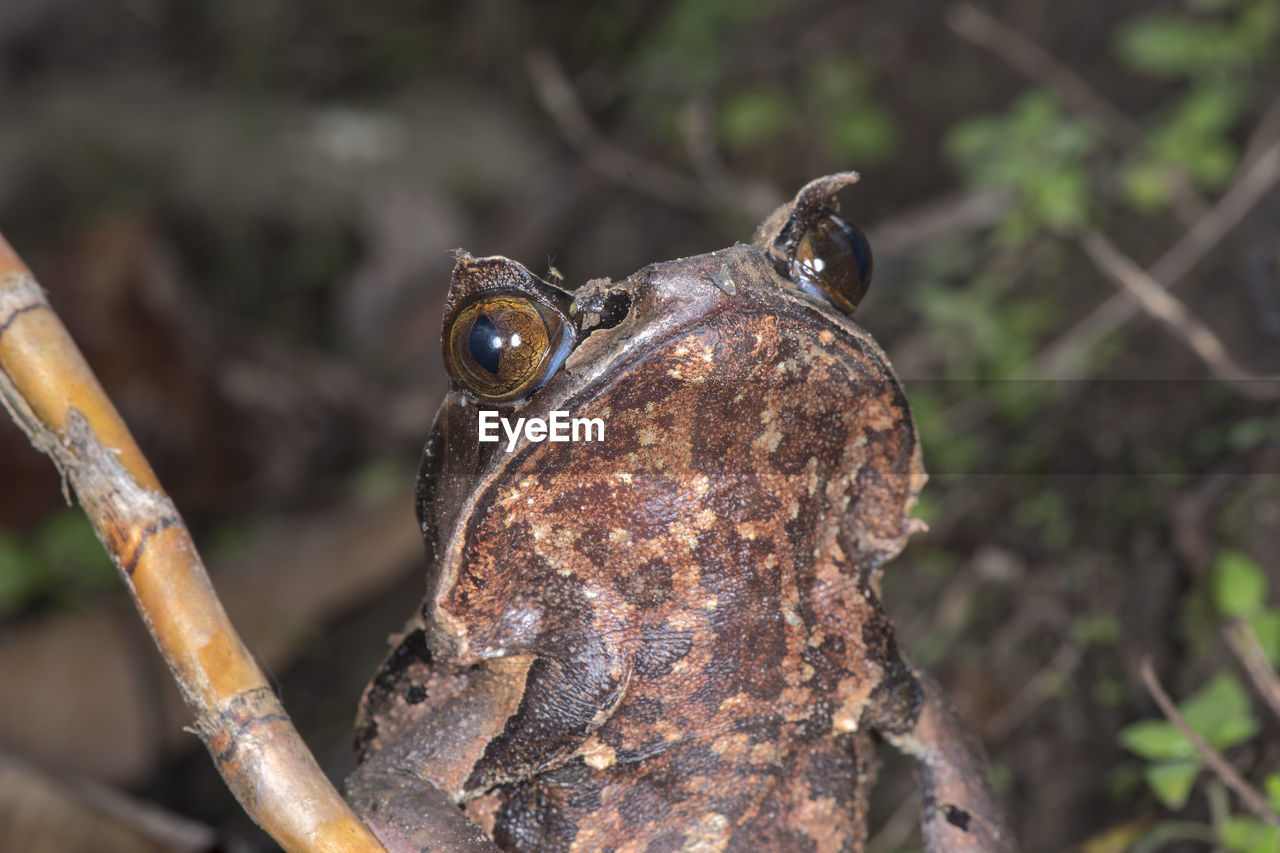 CLOSE-UP OF A FROG