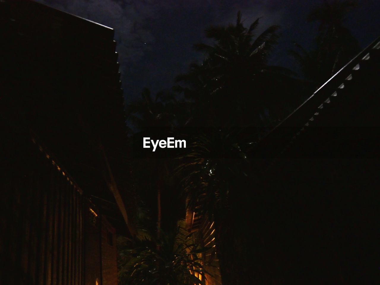 LOW ANGLE VIEW OF SILHOUETTE PALM TREES AND PLANTS AT NIGHT