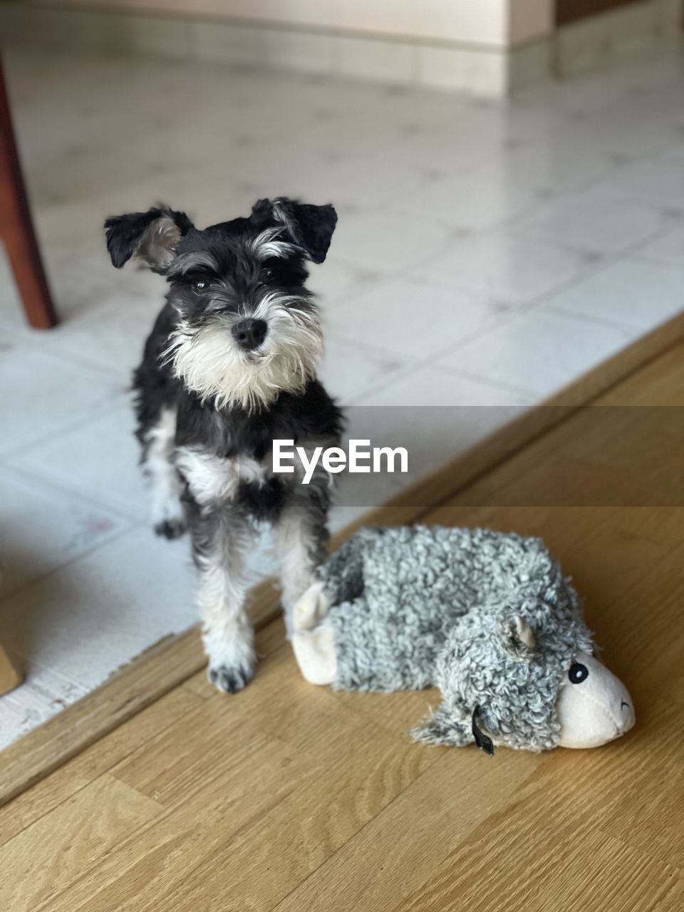 Portrait of puppy on floor at home