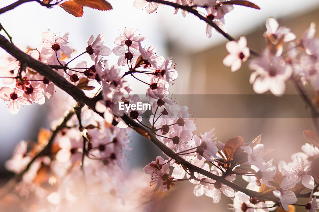 CLOSE-UP OF PINK CHERRY BLOSSOM