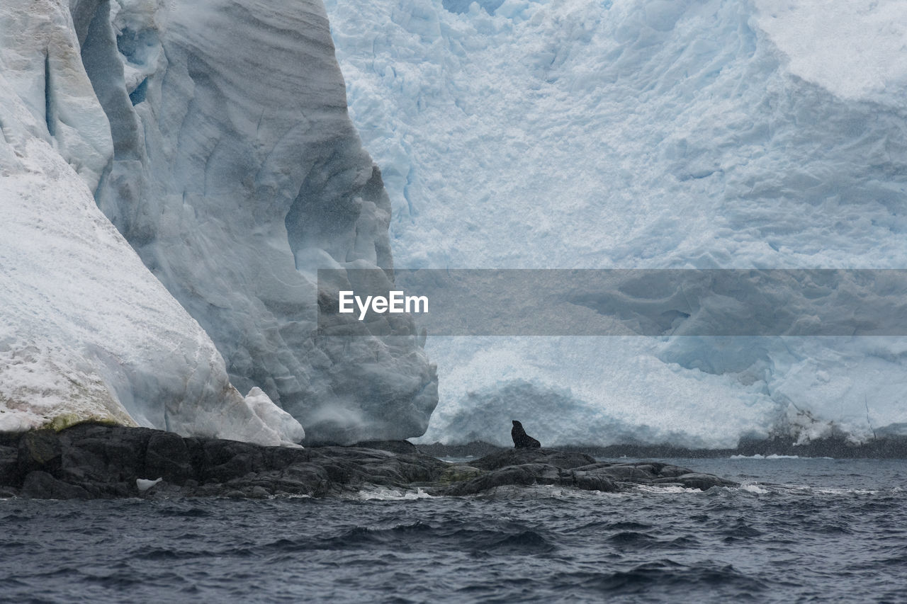 A fur seal sitting on a cliff under a glacier on brabant island in antarctica.