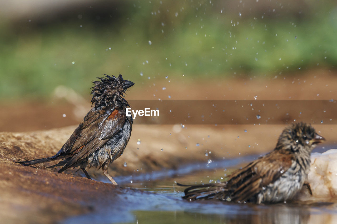 low angle view of bird perching on lake