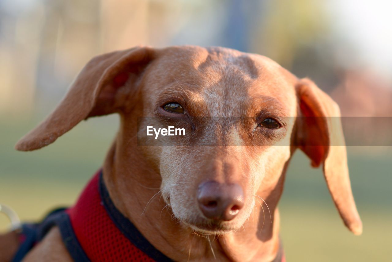 Close-up portrait of dog looking at camera