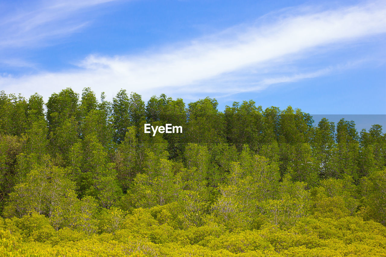 Plants growing on land against sky