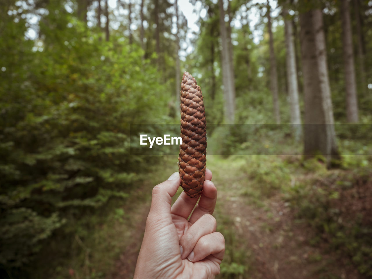 Cropped image of hand holding pine cone at forest