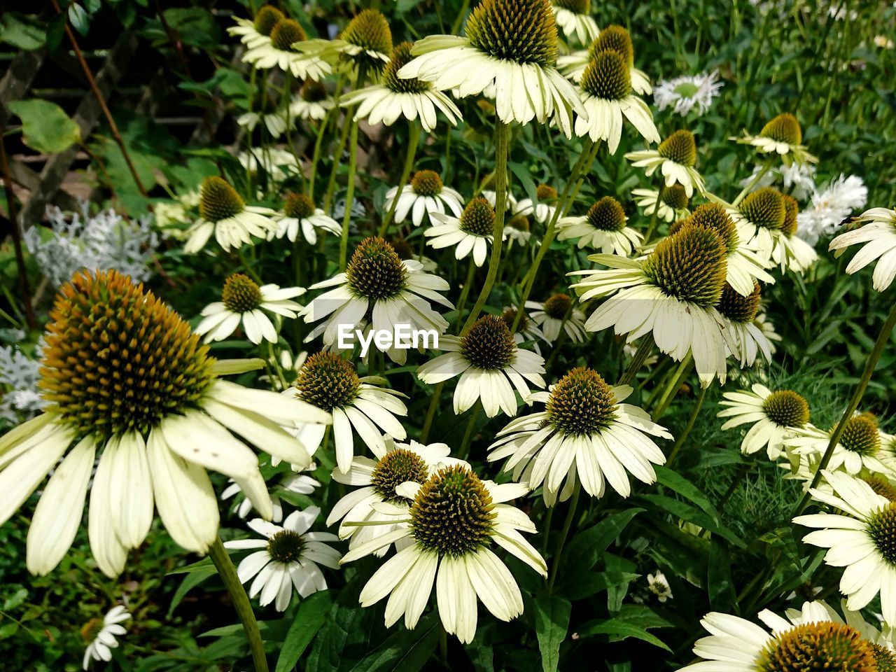 CLOSE-UP OF FLOWERING PLANTS