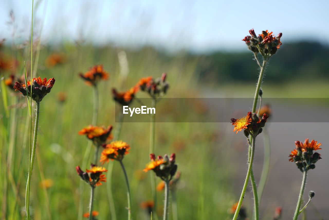 Close-up of flowering plant on field