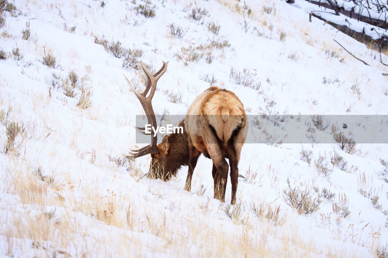 Elk grazing on snow covered land