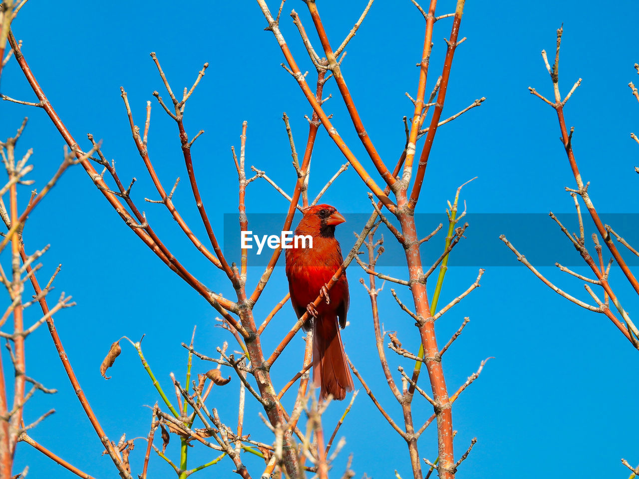 LOW ANGLE VIEW OF BIRD PERCHING ON TREE AGAINST SKY