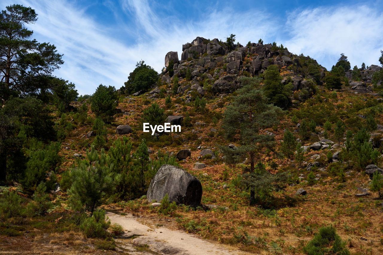 PLANTS GROWING ON ROCKS BY MOUNTAIN AGAINST SKY