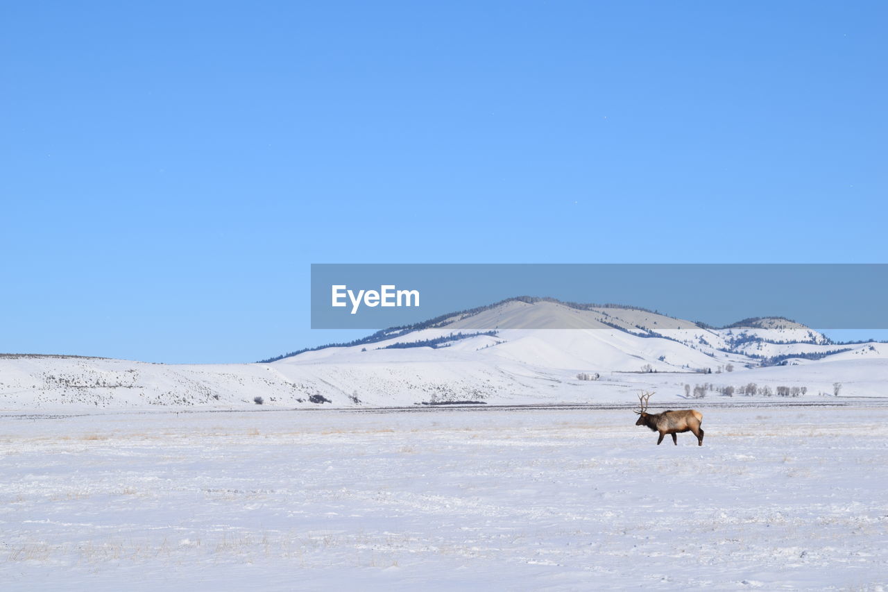 Elk on landscape against clear blue sky