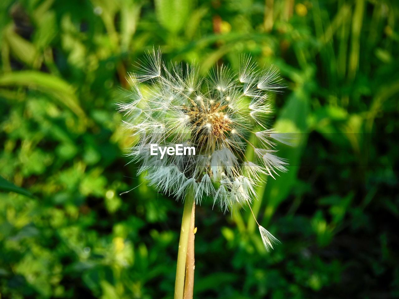 CLOSE-UP OF DANDELION ON LEAF