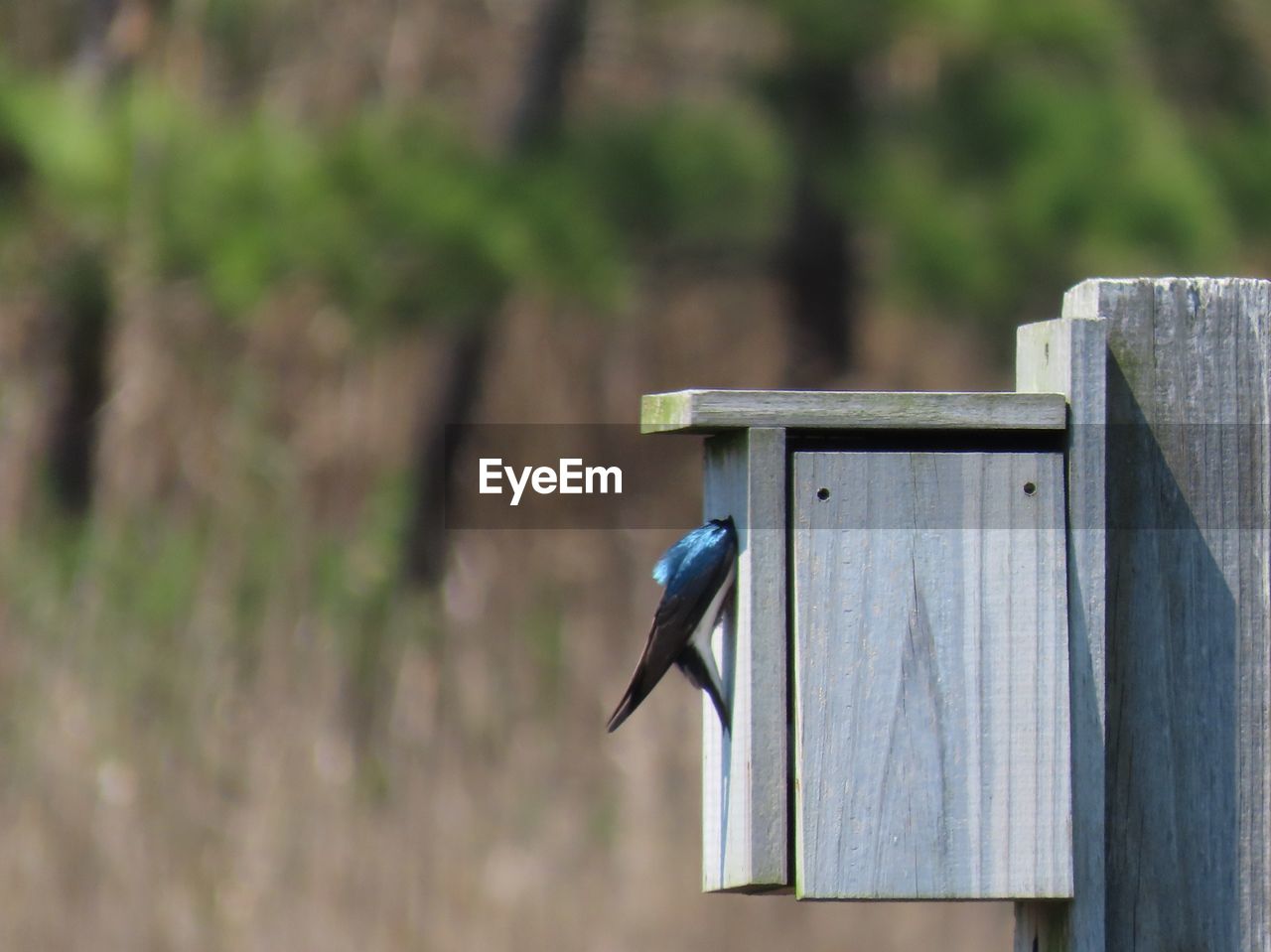 Close-up of wooden structure with a swallow hanging on