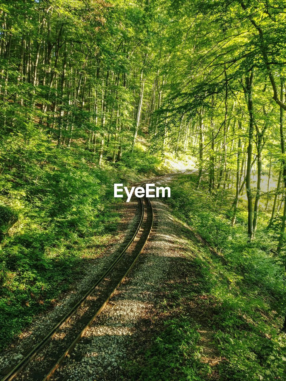 VIEW OF RAILROAD TRACKS AMIDST TREES