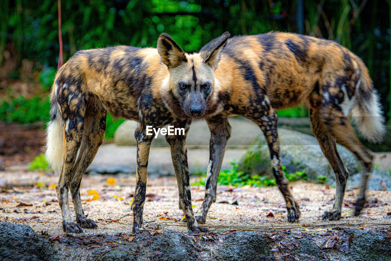 Portrait of two african painted dogs