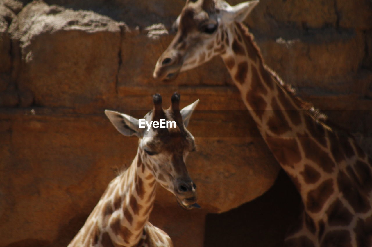 Giraffes against rocks in zoo